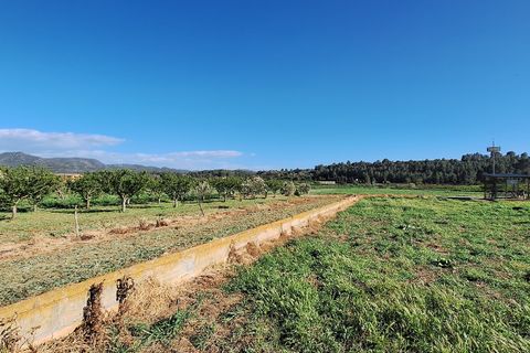 Finca i Ginestar, Tarragona, Ginestar - € 17.000 | Ref: CC842 - foto 9